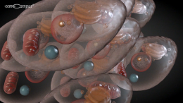 Aufbau und Funktion der Zelle