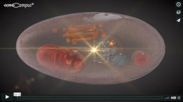 Die Schädigung der Zelle